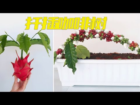 在家也能种植咖啡树，以后不用花钱买咖啡豆了，赶快回家试试