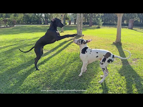 Joyful Rescued Black Great Dane Puppy Named Pilot Loves To Take Flying Leaps