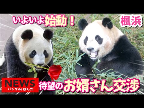 【速報パンダアイドル楓浜】ついにアドベンチャーにお婿さん🐼関係者が動いた‼️中国へ向かう