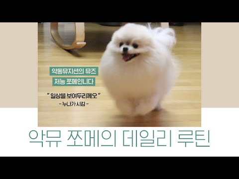 Daily Routine│AKMU’s Muse (says Jjome) 🐶I Will Show You How I Spend My Day!│JJOME’S DAILY ROUTINE