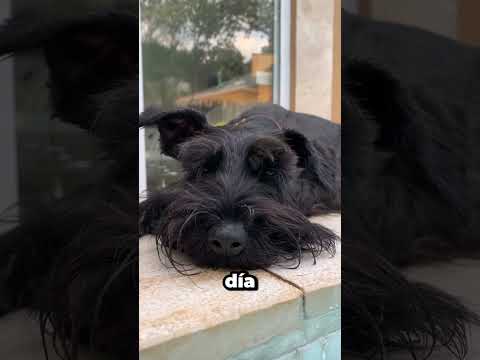 Prefiero la compañía de mi perro que la de algunas personas.