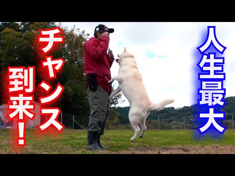 This might be chance for Japanese dog YouTuber!