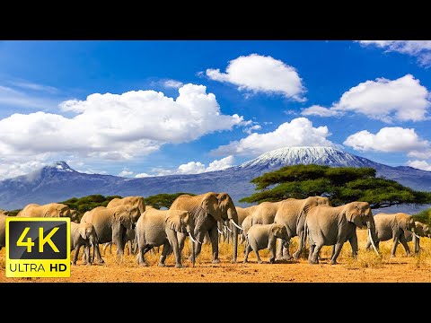 4K African Wildlife: Kilimanjaro National Park - Scenic Wildlife Film With Real Sounds