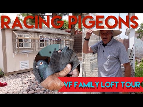 Racing Pigeons Breeding - LOFT TOUR #racingpigeons #pigeonracing #pigeonloft