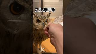 飼い主が好きすぎて自分の羽をプレゼントするフクロウ