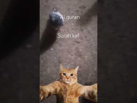 Surah kaf urdu translation