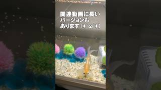 関連動画も見てくださいね♪#水泡眼#スイホウガン#金魚#アクアリウム