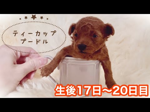 生後17日〜20日目【ティーカッププードル】テテくん成長記録