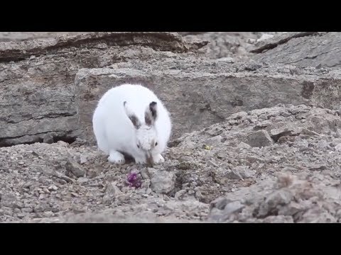 謎一樣的生物，兔子界的大長腿，目測比柯基的腿還要長一些！