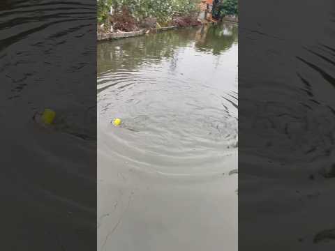 câu cá thôi làm j chú nóng thế #fishing #lurefishing #lure #shortvideo