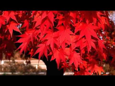 2018 11 26 　紅葉　２０１８　古洞の森