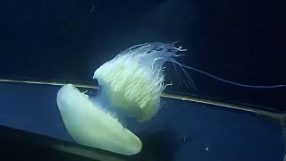 ビゼンクラゲ　加茂水族館