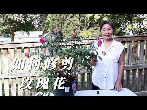 SUB）这样处理玫瑰花，株型圆润，又可以驱离病虫害｜How Do I Prune Rose & Get Rid Of Pests And Diseases