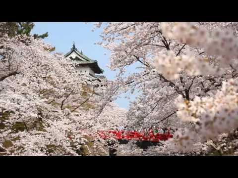 桜の弘前城 2014 Cherry blossom in Hirosaki