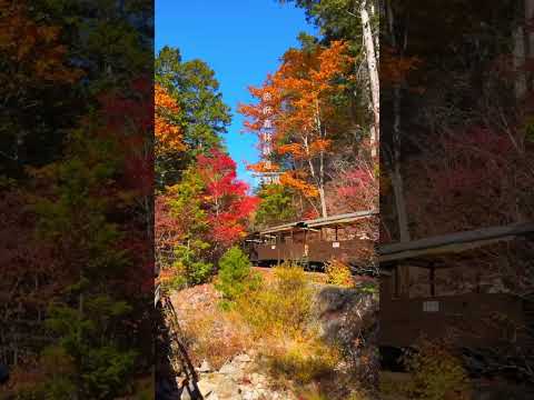 【長野・絶景】この秋に行きたいオススメ紅葉スポット！！