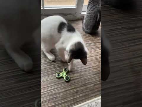 Cat plays with Spinner