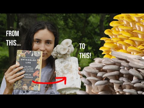 How-To Grow Mushrooms on Books | 30 DAY EXPERIMENT! Mycoremediation Project