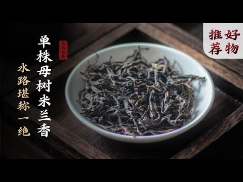 真正喝母树茶，喝的就是水路丨母树单株米兰香