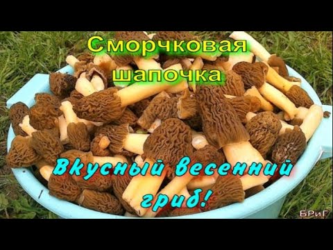 Сморчковая шапочка. Вкусный весенний гриб!