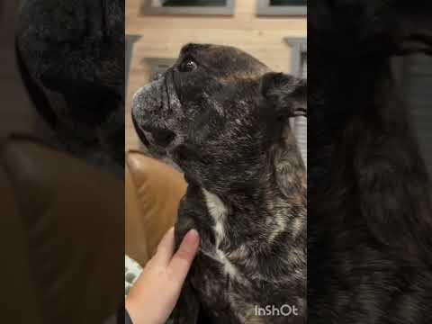 Dog gets his anxiety from his mama