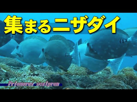 【 ニザダイ 】サロンはいつも満員 Prionurus scalprum