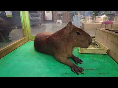 ごろんとのんびりカピバラ パピコ(もふもふふれあい動物園イオンモールつくば)