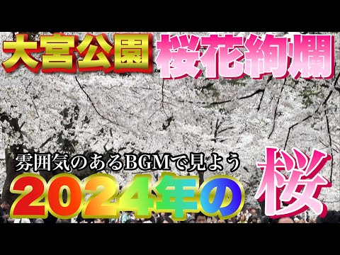 【桜🌸】2024年度版大宮公園の桜