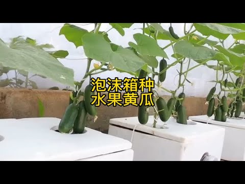 用泡沫箱就能种水果黄瓜，不仅简单实用，而且特高产，赶快回家试试吧