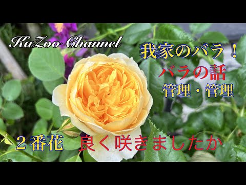 6月の我家のバラ#ロサオリエンティス #バラの家 #ガブリエル #rose