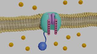 Voltage-Gated Sodium Channels in Neurons