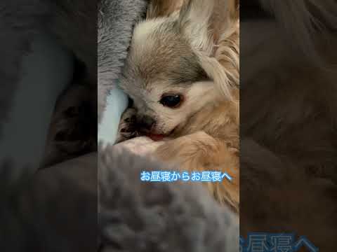 お昼寝からお昼寝へ#ちわわ #ちわわ大好き #老犬