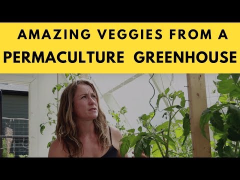 Gardening In Our Greenhouse Provides Amazing Veggies For Our Family using permaculture