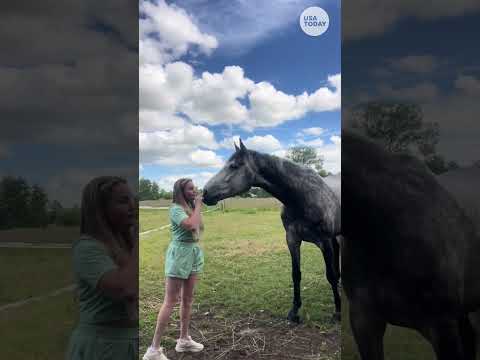 Frank the horse learns adorable trick to give kisses  | Humankind #shorts #horse