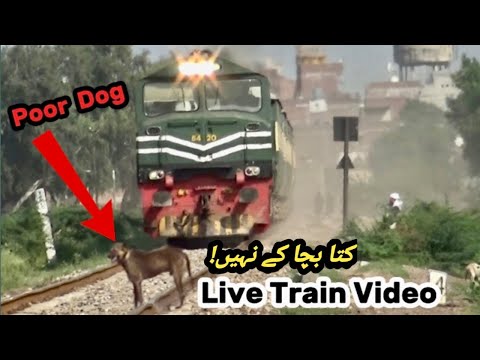 Dog Stand The Railway Track But High Speed Train On The Way