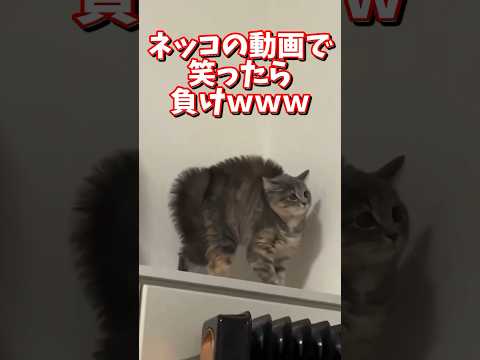 ネッコの動画で笑ったら負けｗｗｗ　#2ch #2ch動物スレ #2ch面白いスレ #動物 #犬 #猫 #癒やし #ねこ