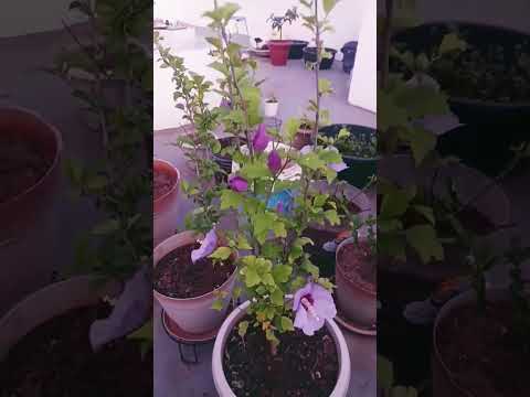 Beautiful flowers in my garden| vanu's world  | garden | flowers 🌼🌼🌼