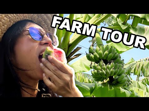 Unforgettable Guava from the Farm Tour