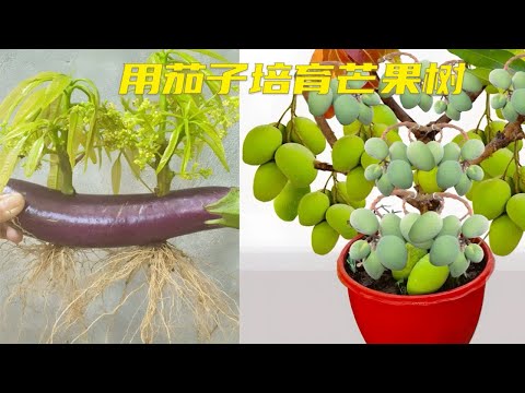 用茄子培育芒果树你见过吗？方法简单，一学就会