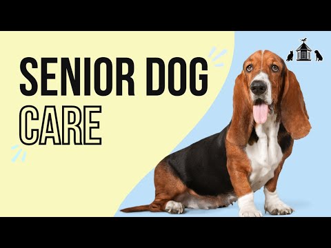 Everything You Should Know About Senior Dog Care