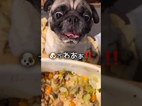 ゴハンは真剣勝負だぜっ🐶🍚‼️byドン #パグ #pug #パグのいる家