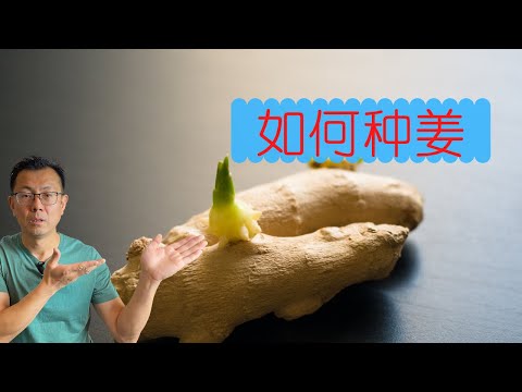 如何种生姜？7分钟学会种生姜，家里种上两盆，天天有鲜的姜吃！