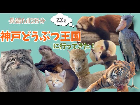 神戸どうぶつ王国 フル28分 / kobe animal kingdom / zoo / full 28min / japan /  kobe / Pallas’s cat