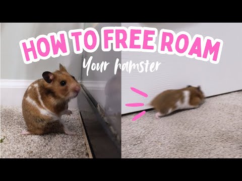 How to Free Roam your Hamster 🐹// free roaming my hamster for the first time!