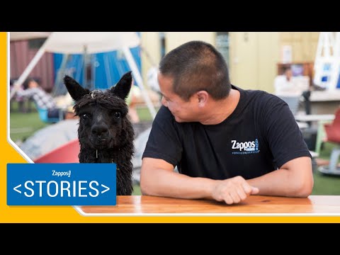 Meet Marley, Tony Hsieh's Pet Alpaca | Zappos Stories