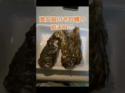 激安殻付き牡蠣の結末は？ #shorts #oyster #牡蠣 #カキ