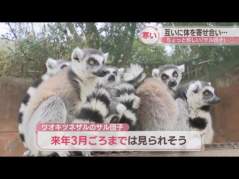 しろとり動物園で“ちょっと珍しい”サル団子　暖かい小屋には入らず温めあうワオキツネザル…飼育員「理由はわからない」　東かがわ市