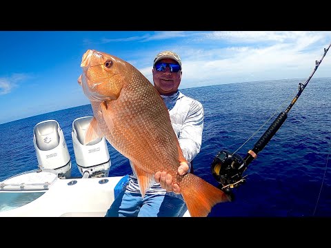 HAND FEEDING HUNDREDS OF BIG RED SNAPPER AT THE SURFACE