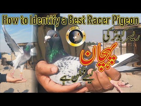 Racer Pigeon's Main Points | Best Points In A Racer Pigeon | Explanation by Walid Alam | Pigeon Cote