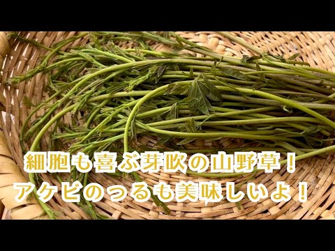 【細胞も喜ぶ芽吹の山野草】アケビのつるも美味しいよ！