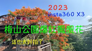 萬ㄟeye台灣20230529梅山公園爆紅鳳凰花/insta360 X3   4K